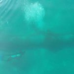 Beach Renourishment Pipeline Monitoring